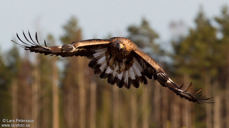 Golden Eagle