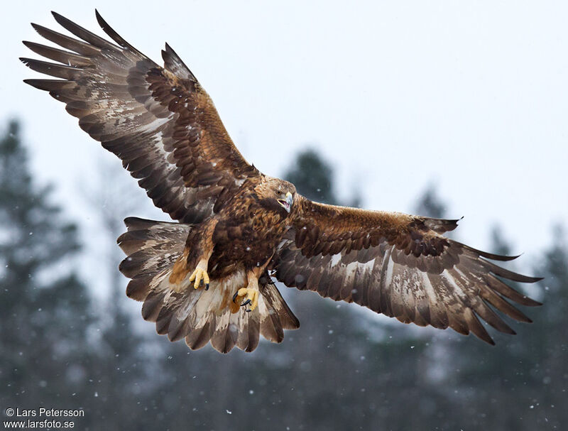 Golden Eagle