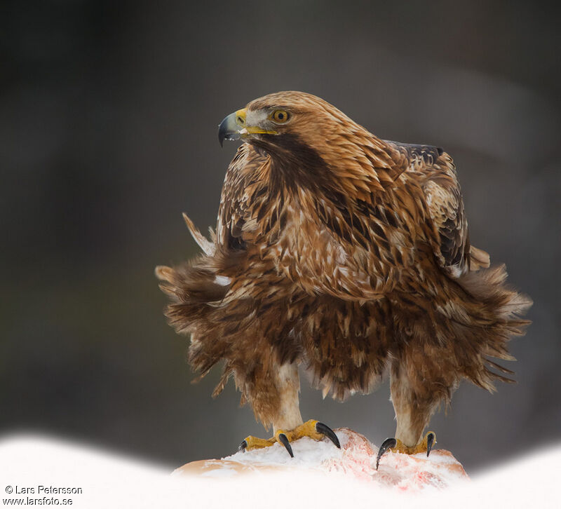 Golden Eagle