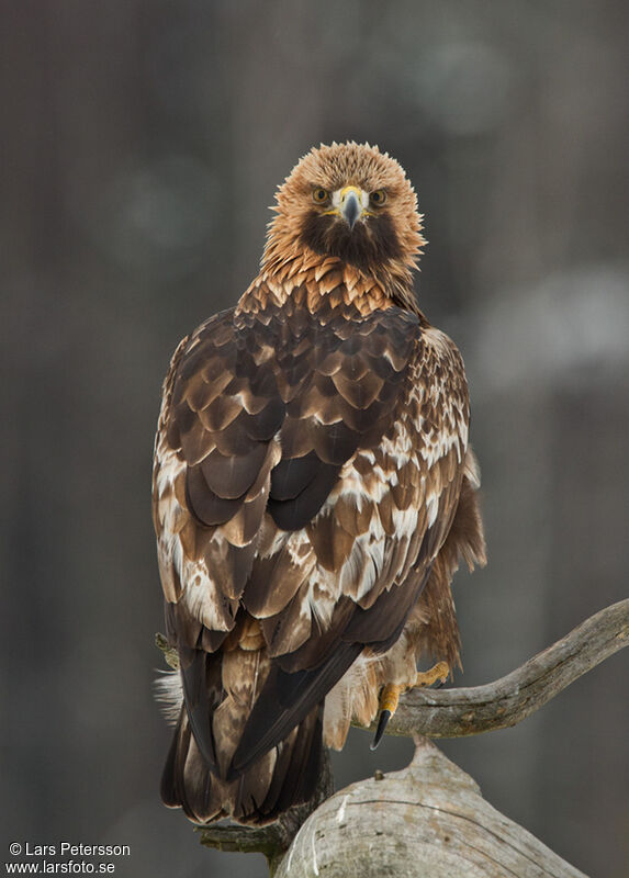 Golden Eagle