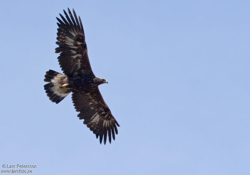 Golden Eagle