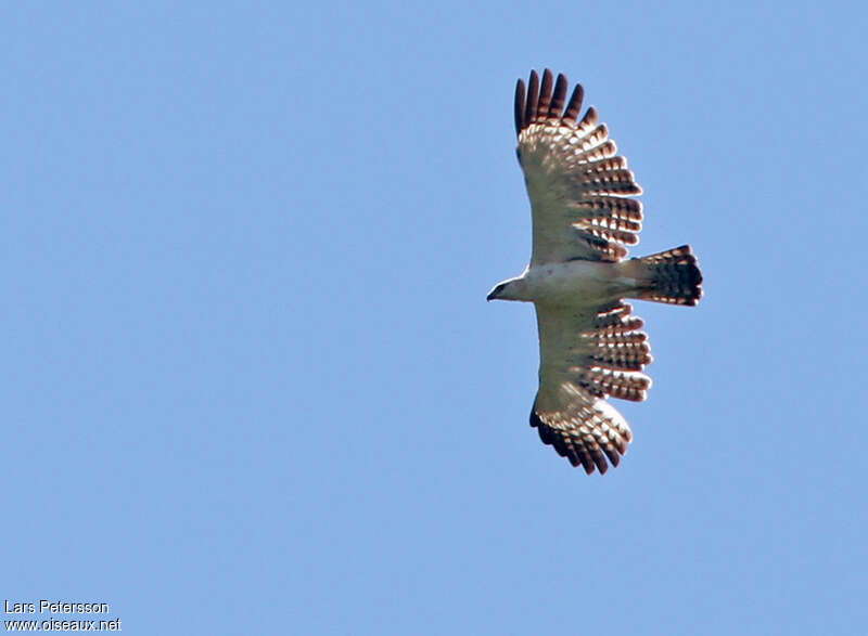 Aigle variableadulte, pigmentation, Vol