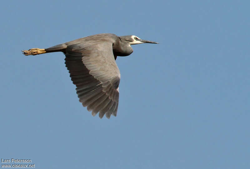 White-faced Heronadult, Flight