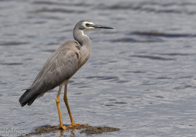 White-faced Heron