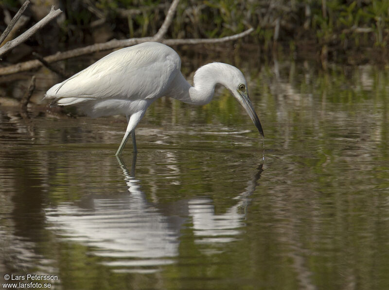 Aigrette bleue