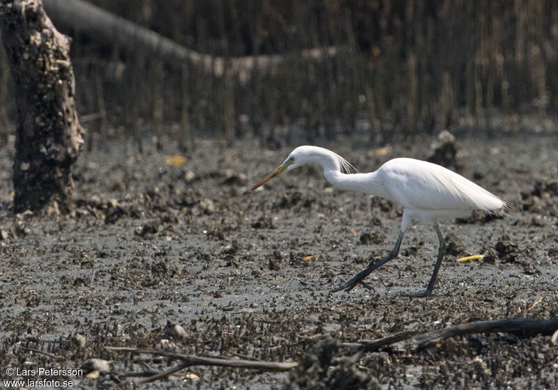 Aigrette de Chine