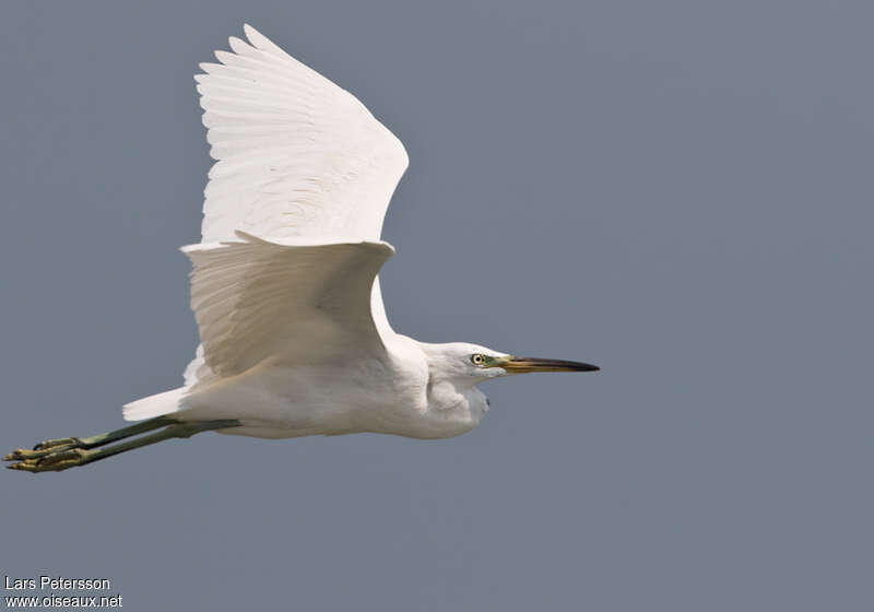 Aigrette de Chineadulte internuptial, Vol