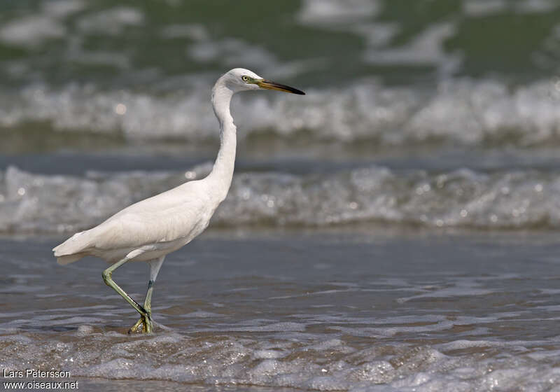 Aigrette de Chineadulte internuptial, habitat, pigmentation, pêche/chasse