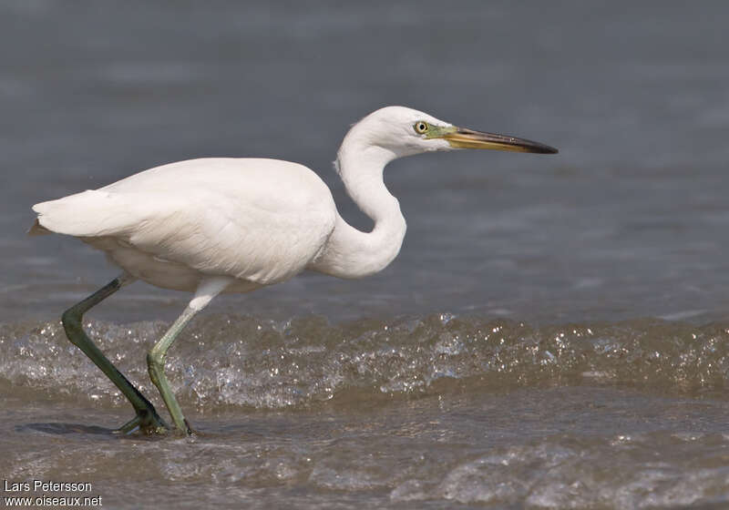 Aigrette de Chineadulte internuptial, identification