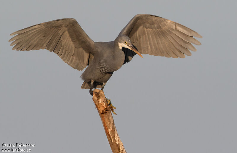 Western Reef Heron