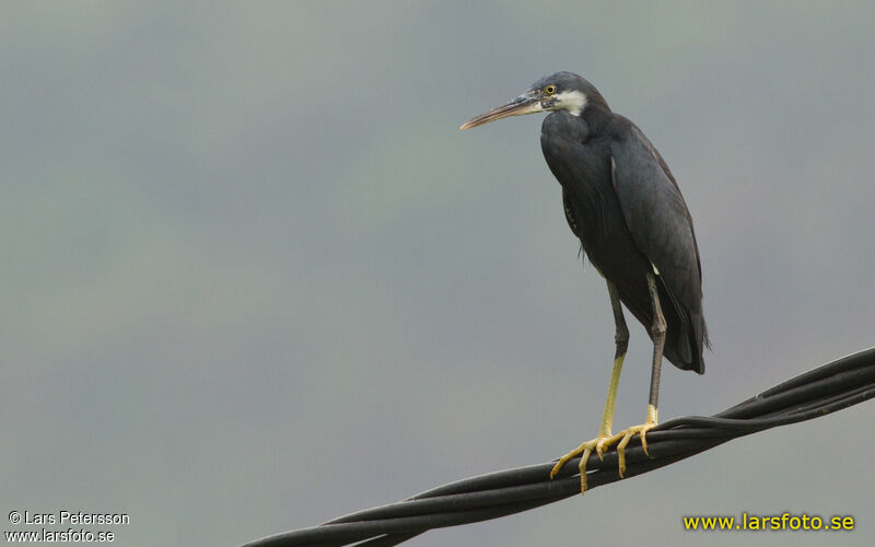 Western Reef Heron