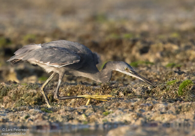 Aigrette des récifs