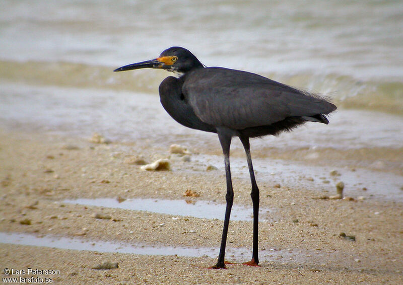 Western Reef Heron