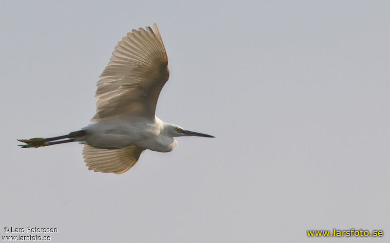 Western Reef Heron