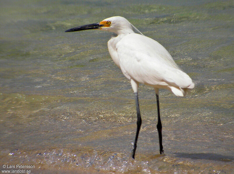 Western Reef Heron