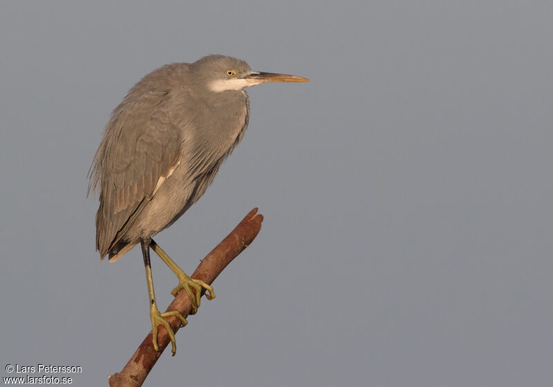 Western Reef Heron