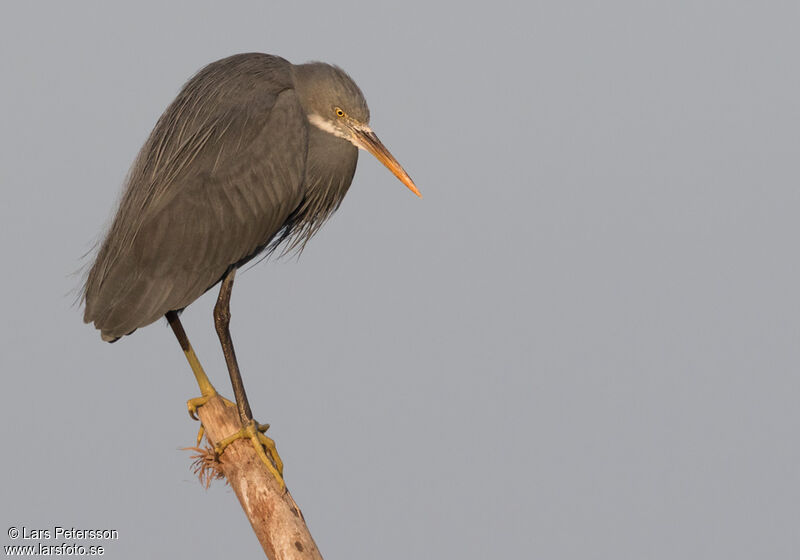 Aigrette des récifs