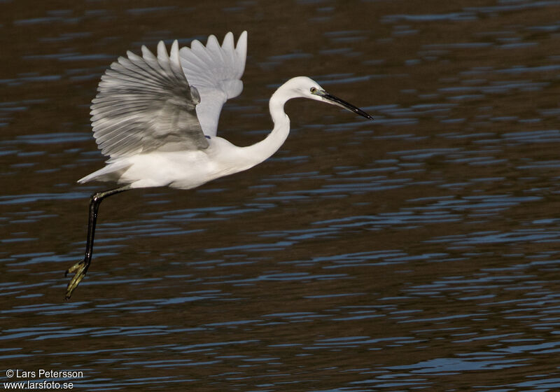 Aigrette garzette