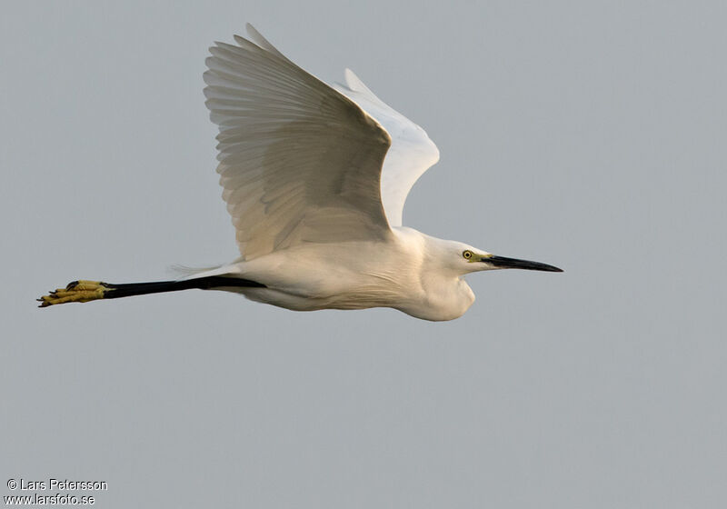 Little Egret