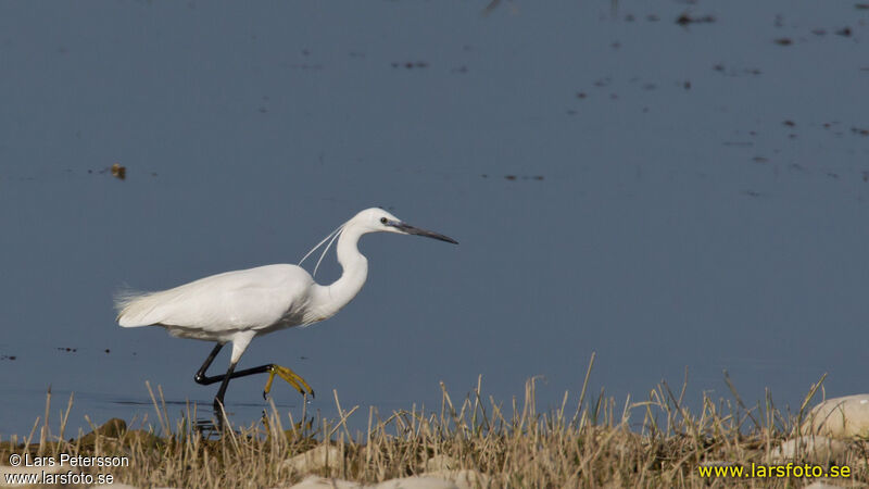 Little Egret