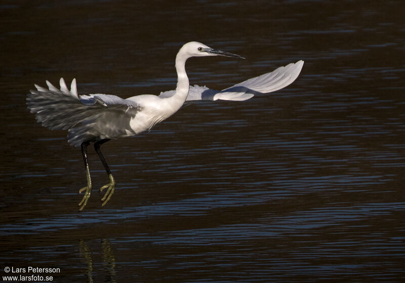 Aigrette garzette