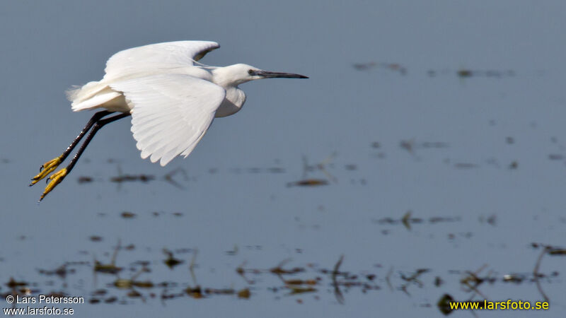 Aigrette garzette