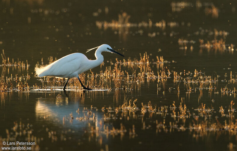 Little Egret