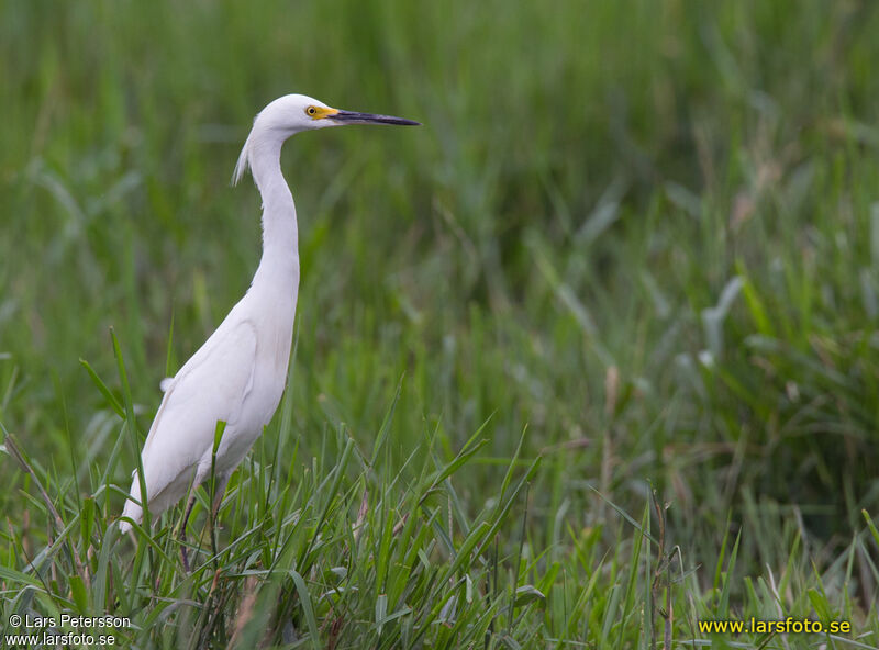 Snowy Egretadult post breeding, habitat