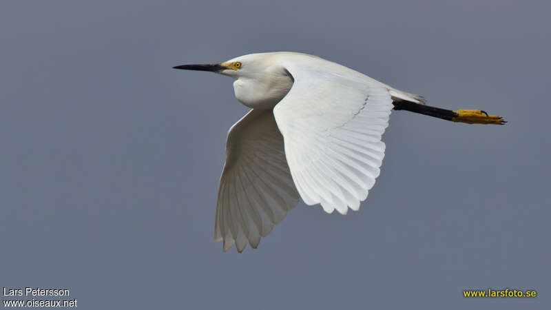 Aigrette neigeuseadulte, Vol