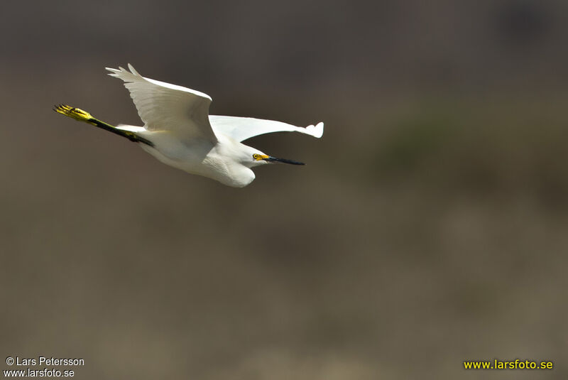 Aigrette neigeuse