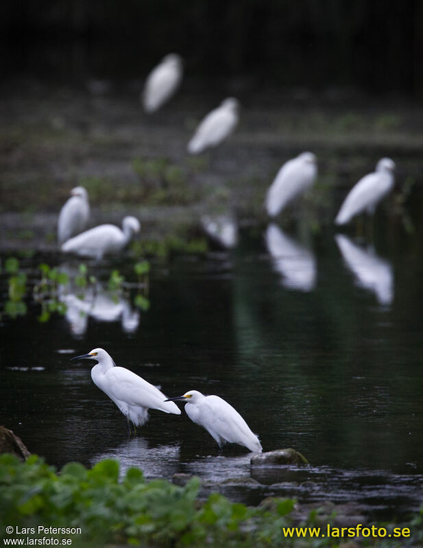 Snowy Egret