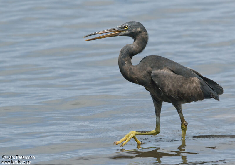 Aigrette sacrée