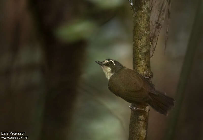 Grey-breasted Babbleradult