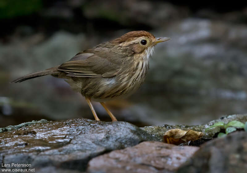 Puff-throated Babbleradult, identification