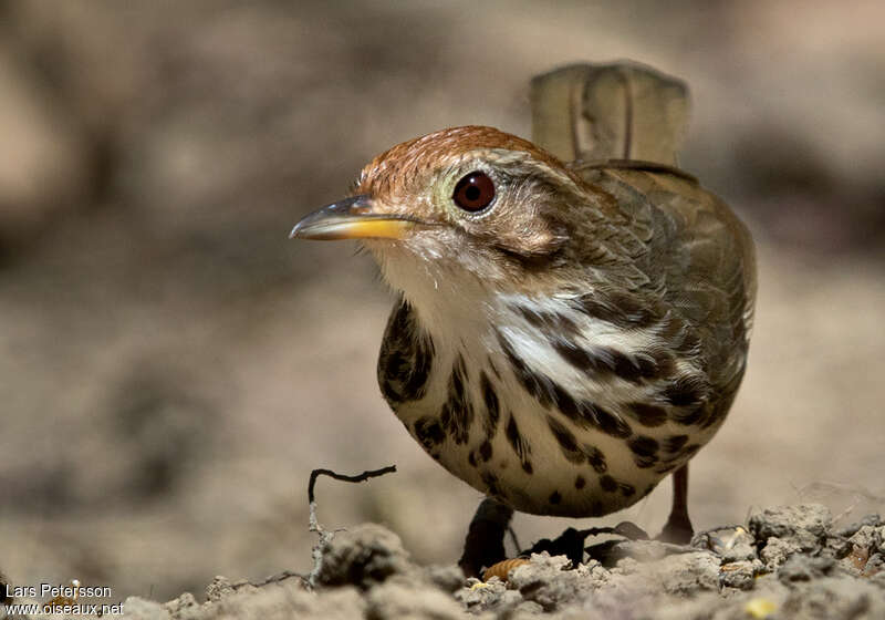 Akalat à poitrine tachetéeadulte, portrait