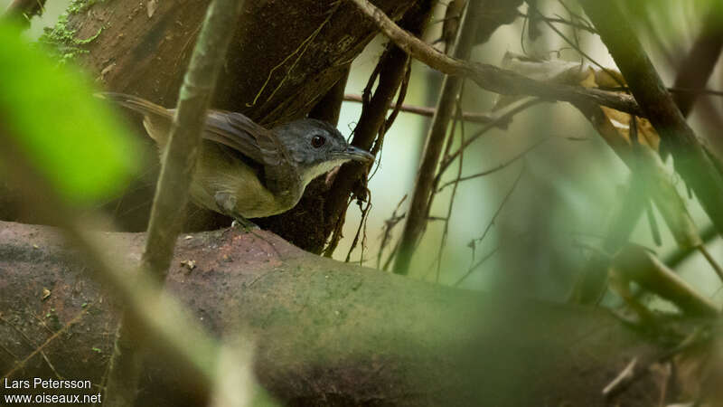 Blackcap Illadopsisadult, identification