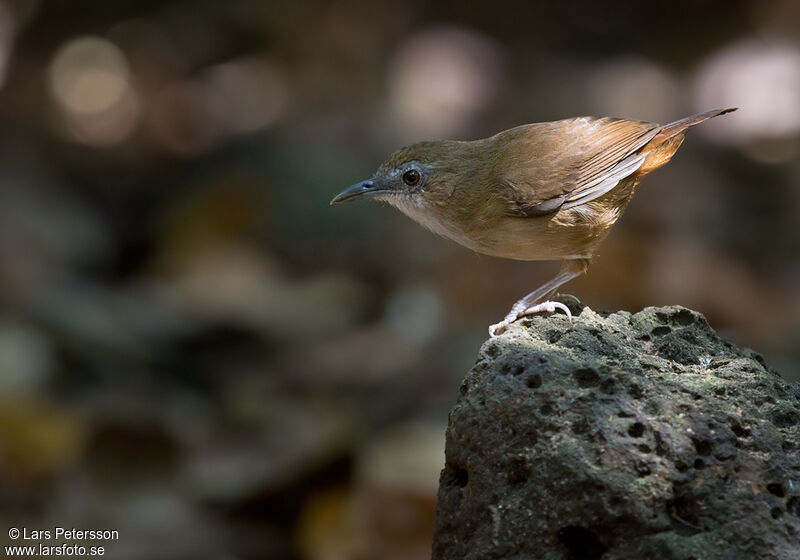 Abbott's Babbler