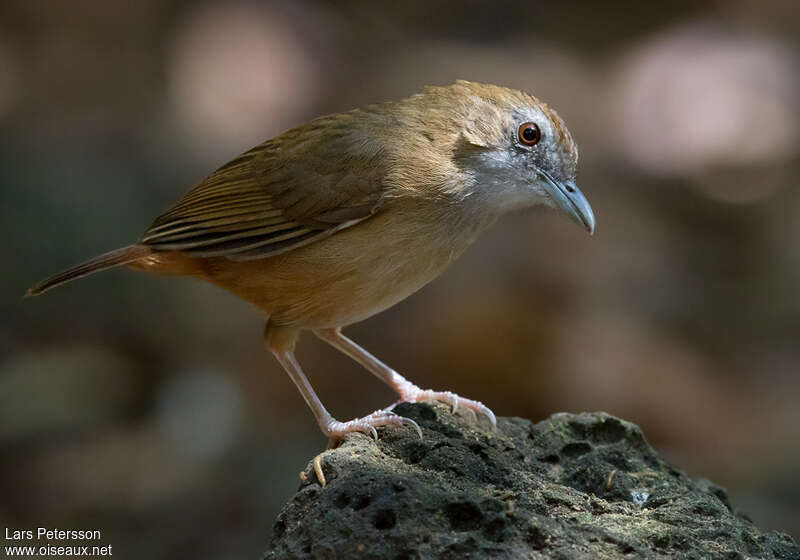 Akalat d'Abbottadulte, identification