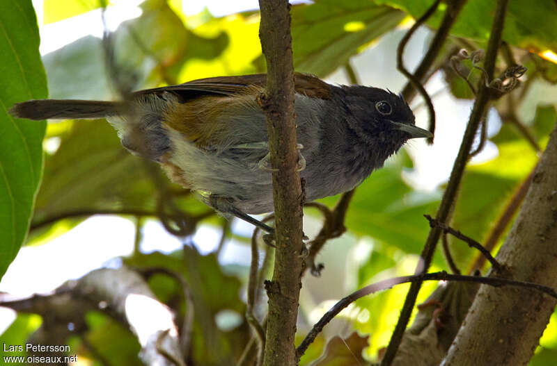 Akalat du Ruwenzoriadulte, identification