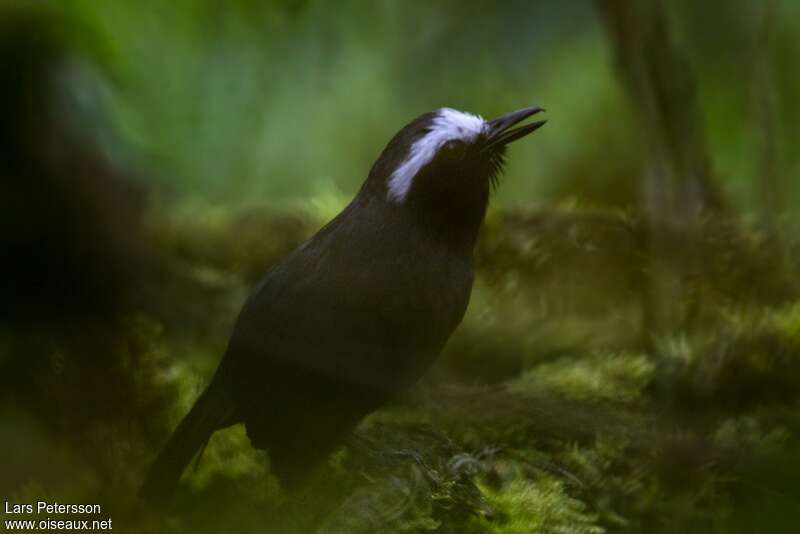 White-browed Antbird male adult