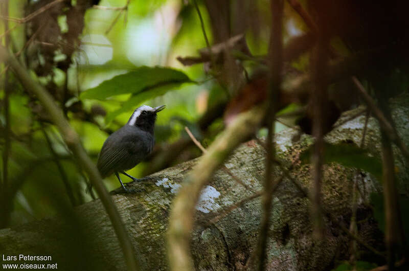 White-browed Antbird male adult, habitat