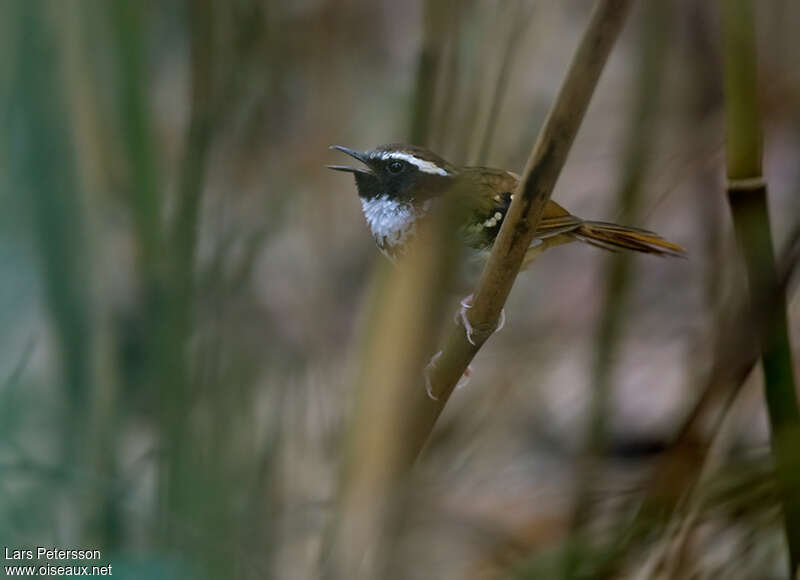 White-bibbed Antbird male adult