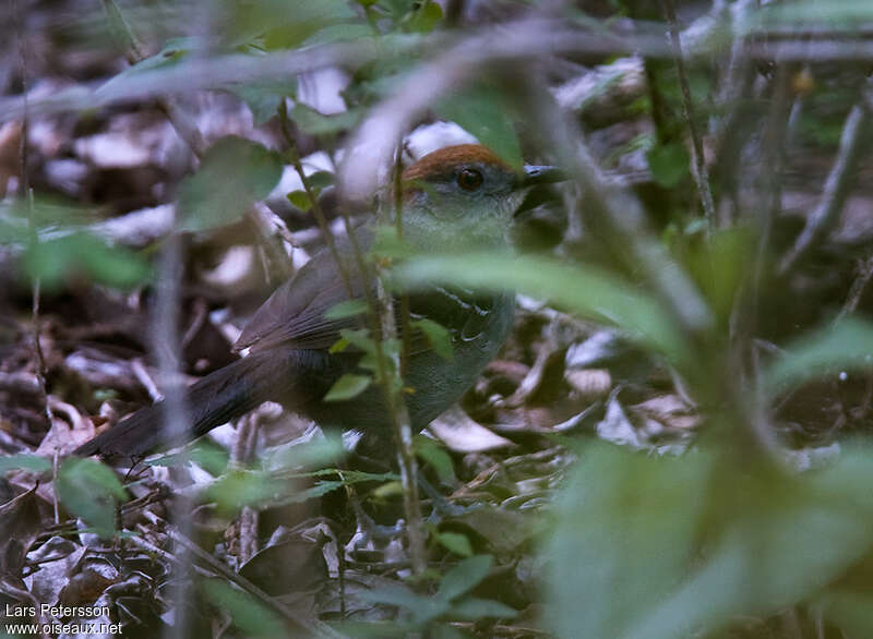 Slender Antbird female adult, identification