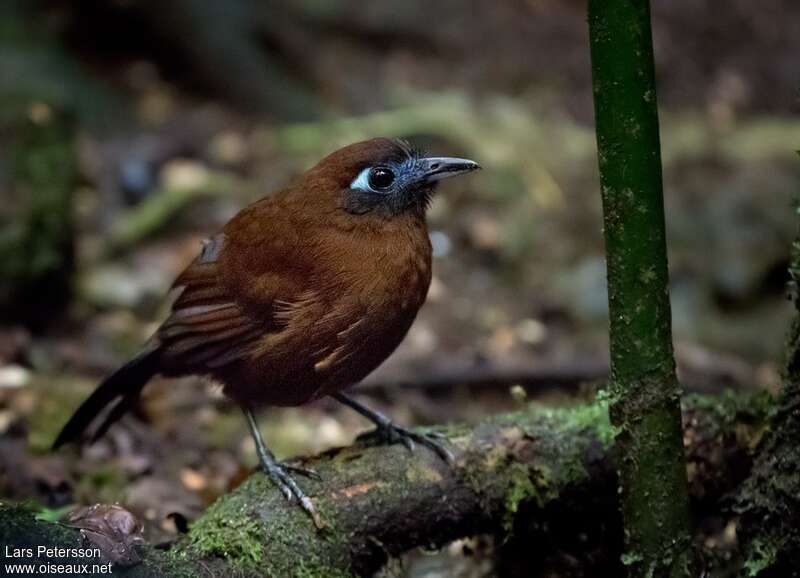 Zeledon's Antbirdadult, identification