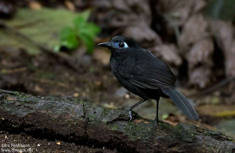 Zeledon's Antbird male adult, identification