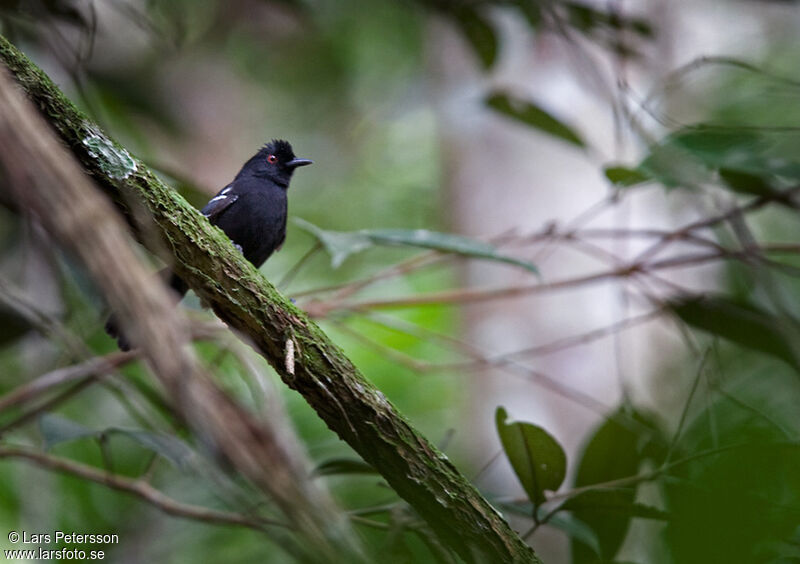 White-shouldered Fire-eye