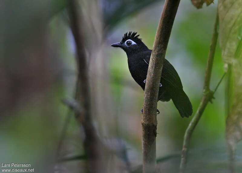 Sooty Antbird male adult, identification