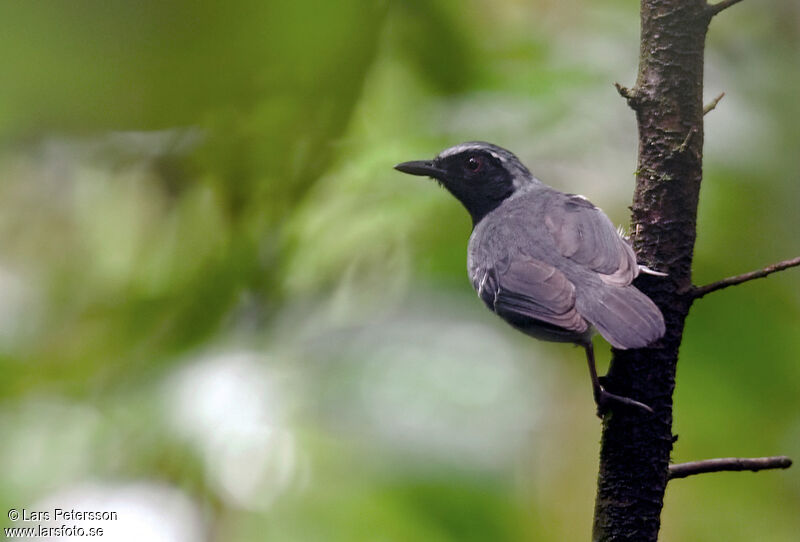 Black-faced Antbird