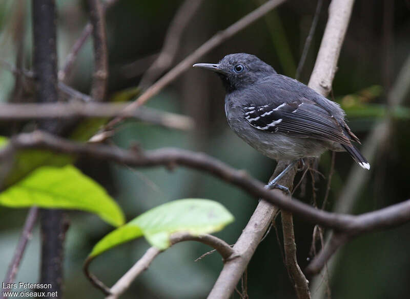 Alapi riverain mâle adulte, identification