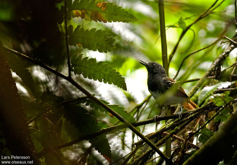 Alapi rougequeue mâle adulte, habitat, pigmentation, chant